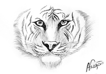 Tigre/Sibrio